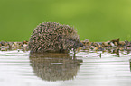 European Hedgehog