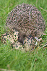 European Hedgehog
