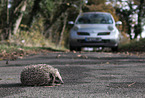 European Hedgehog