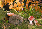 European Hedgehog