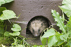 European Hedgehog