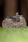 European Hedgehog