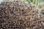 European Hedgehog