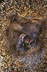 European Hedgehog