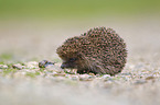 European Hedgehog