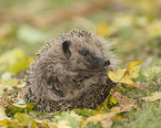 European Hedgehog