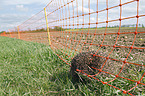 European Hedgehog