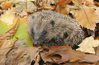 European Hedgehog