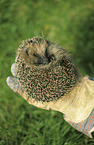European Hedgehog