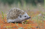European hedgehog