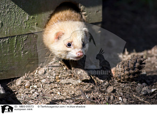Europischer Nerz / european mink / MBS-05573