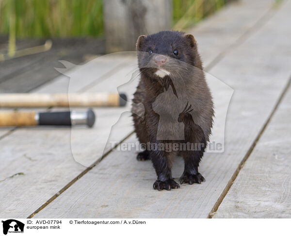 european mink / AVD-07794
