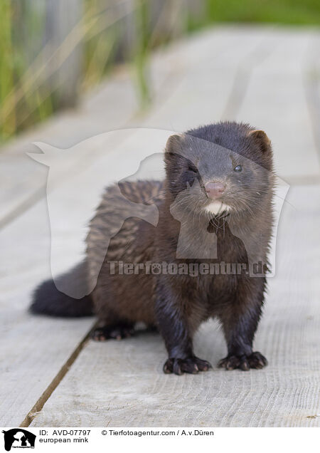 european mink / AVD-07797