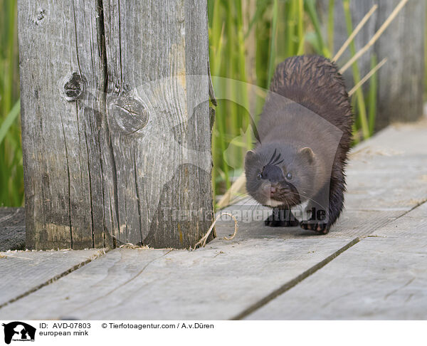 Europischer Nerz / european mink / AVD-07803