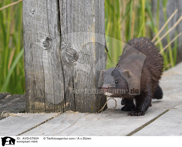 Europäischer Nerz / european mink / AVD-07804