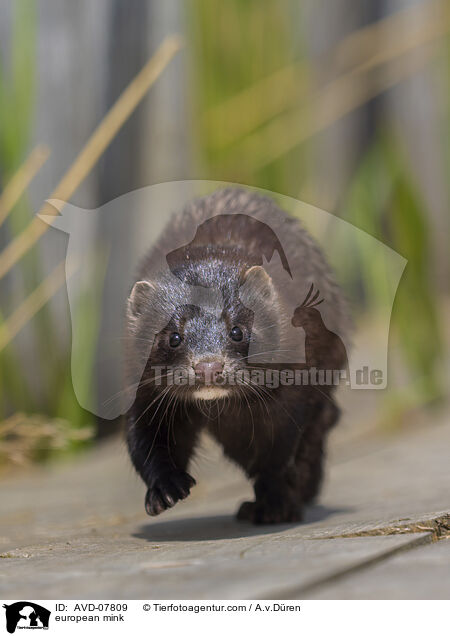 Europäischer Nerz / european mink / AVD-07809