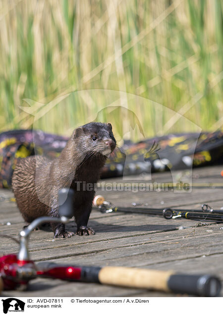 Europischer Nerz / european mink / AVD-07811