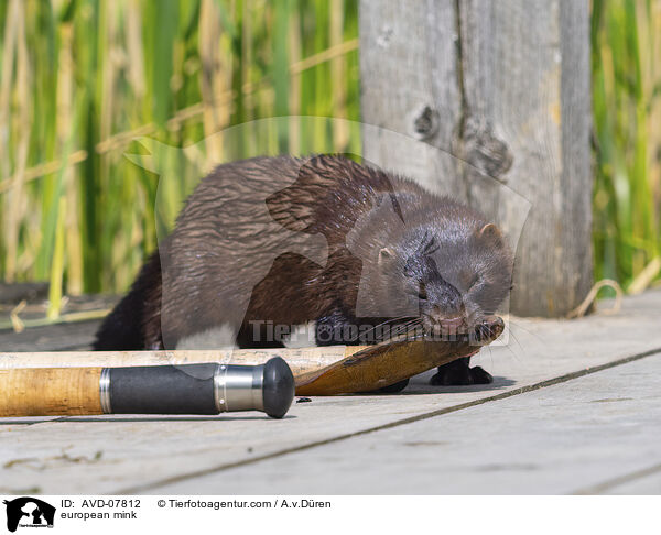 Europischer Nerz / european mink / AVD-07812