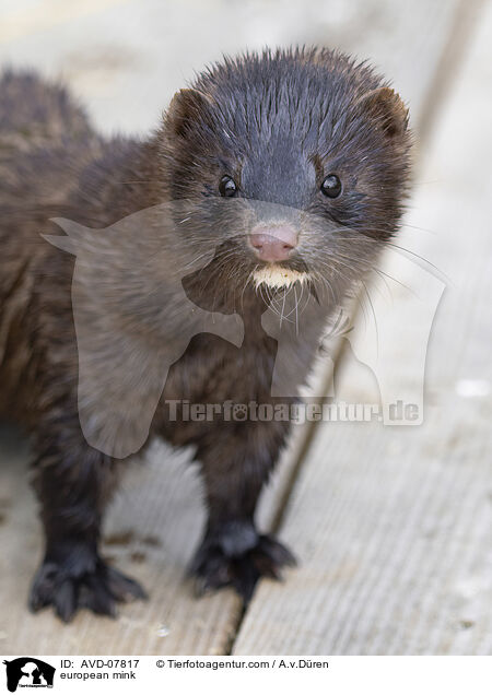european mink / AVD-07817