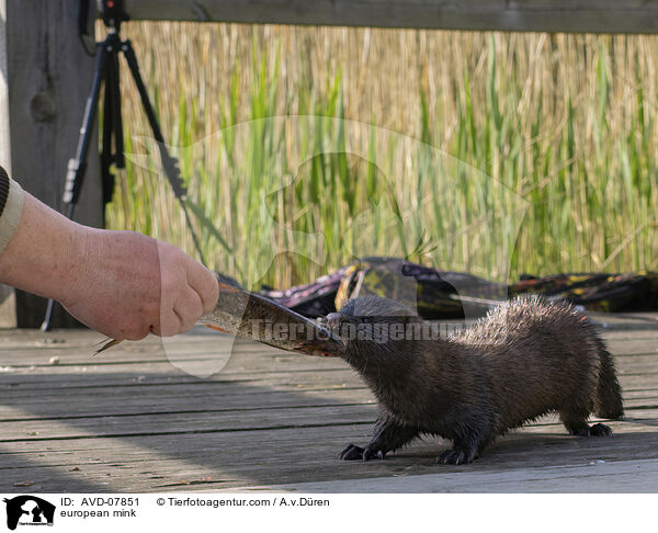 Europischer Nerz / european mink / AVD-07851