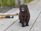 european mink