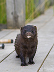 european mink