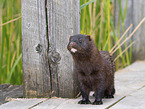 european mink