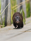 european mink