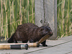 european mink