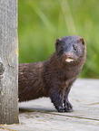 european mink