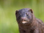 european mink