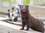 european mink