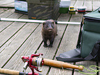 european mink