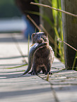 european mink
