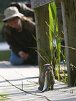 european mink