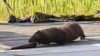 european mink