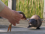 european mink