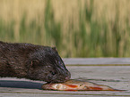 european mink