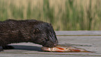 european mink