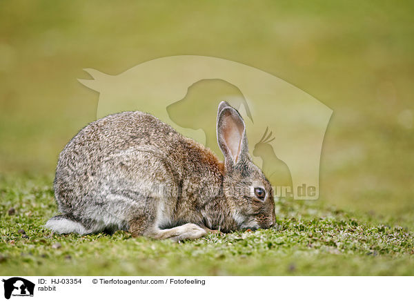 rabbit / HJ-03354