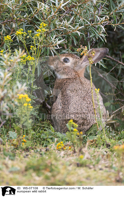 Wildkaninchen / european wild rabbit / WS-07108