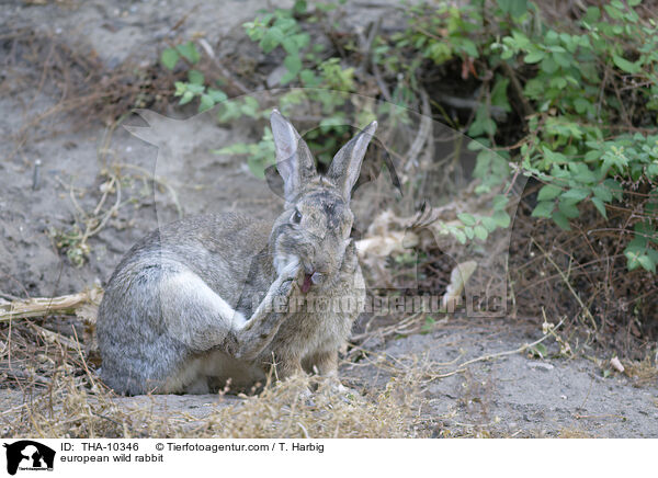 Wildkaninchen / european wild rabbit / THA-10346