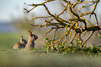 european rabbit