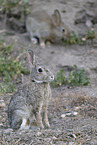european wild rabbit