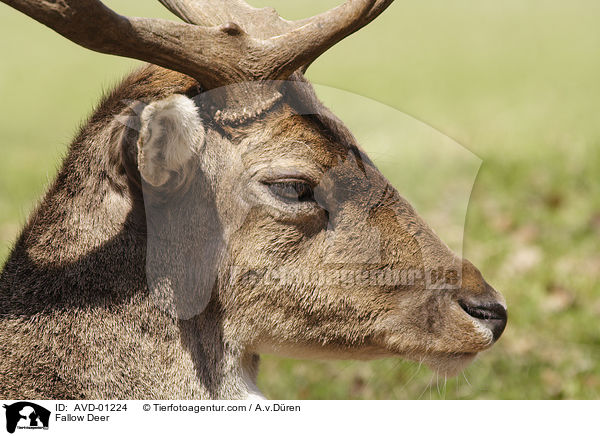 Fallow Deer / AVD-01224