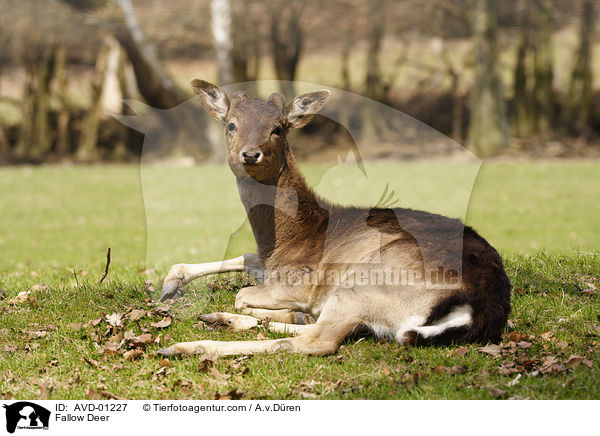 Fallow Deer / AVD-01227