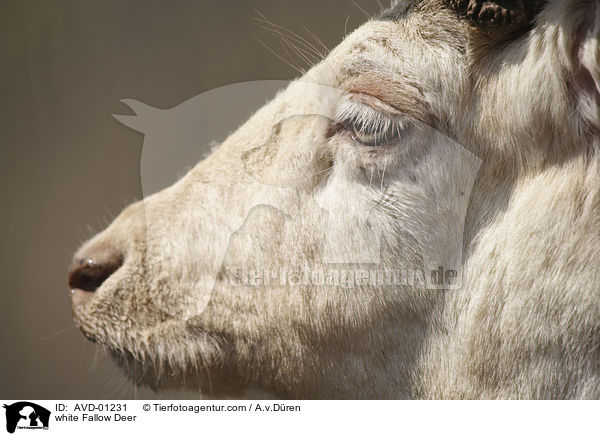 white Fallow Deer / AVD-01231