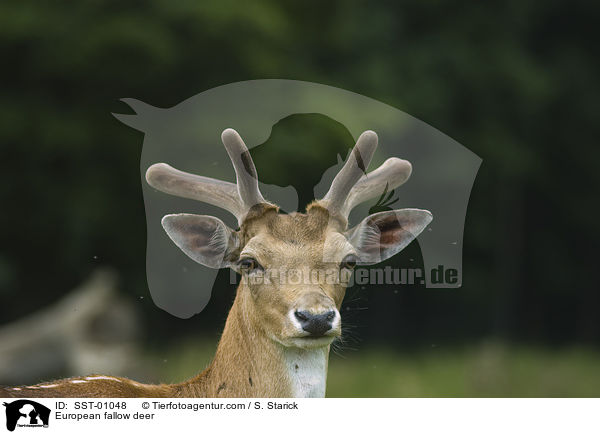 European fallow deer / SST-01048