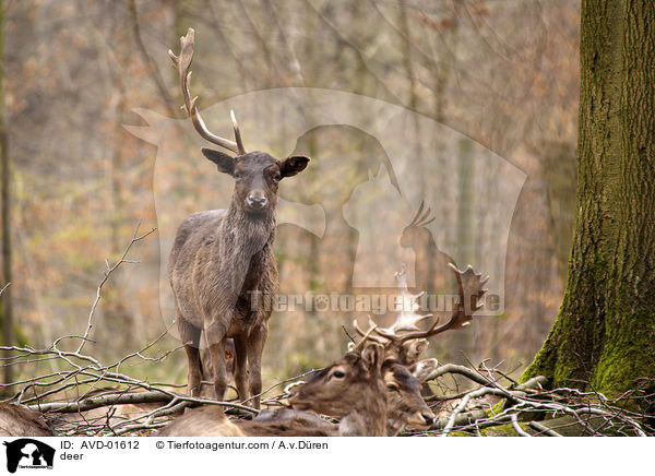 Damhirsch mit einem Geweih / deer / AVD-01612