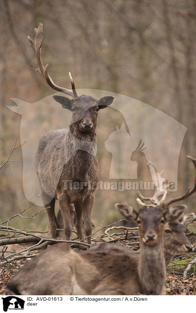 deer / AVD-01613